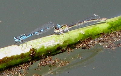 Damselfly