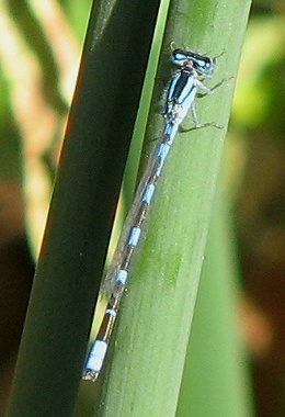 Damselfly