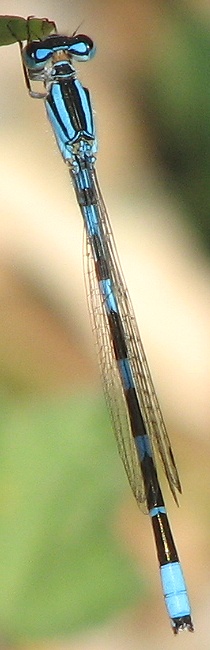 Damselfly