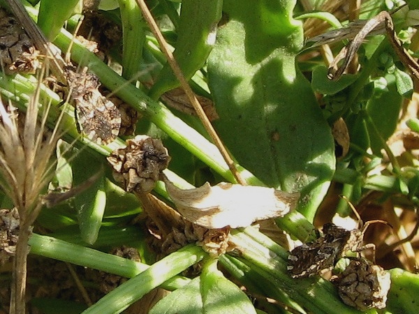 Leaf-footed Bug