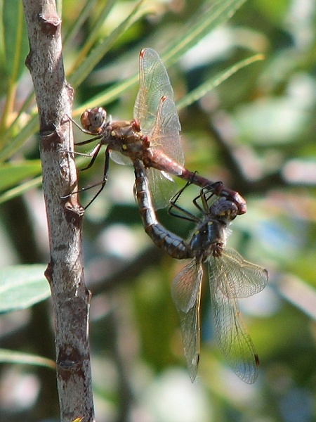 dragonfly