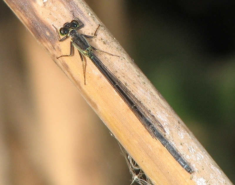 Damselfly