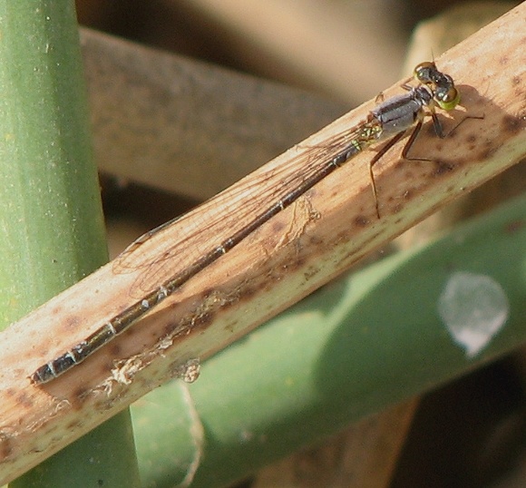 Damselfly