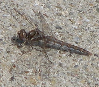 dragonfly