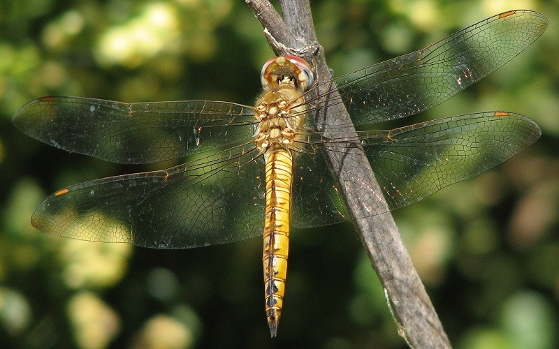 dragonfly