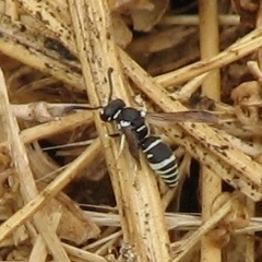 Wasp