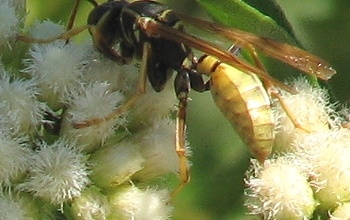 Wasp