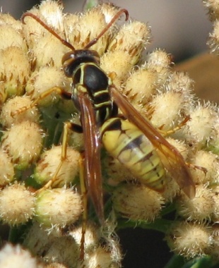 Wasp