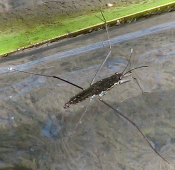 Water Strider