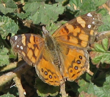 West Coast Lady Butterfly