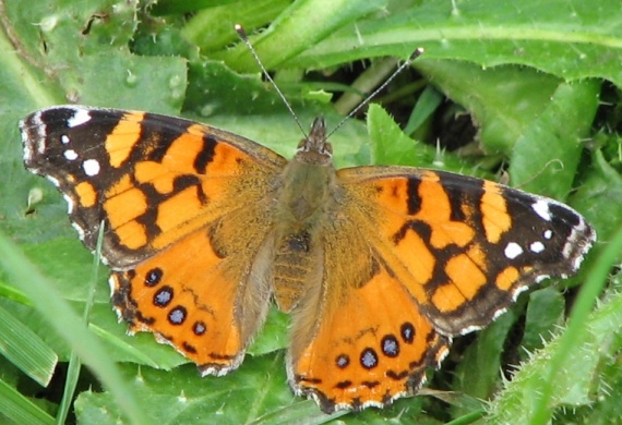 West Coast Lady Butterfly