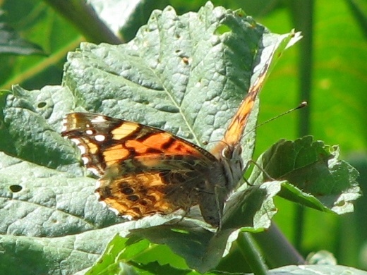 West Coast Lady Butterfly