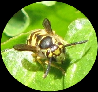 Wasp