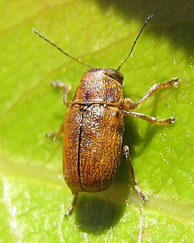 Yellow Pachys Casebearer Beetle