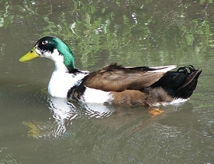 Mallard Interbreed