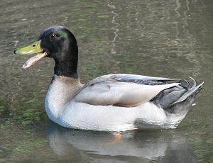 Mallard Mutant