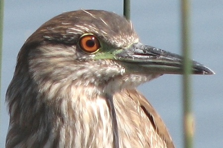 Juvenile Black-crowned Night Heron