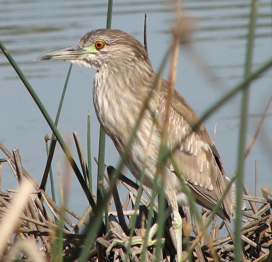 Black-crowned Night Heron