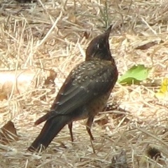 American Robin