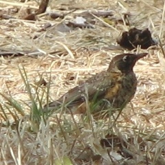 American Robin