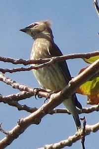 Cedar Waxwing