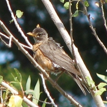 American Robin