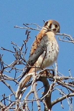 American Kestrel