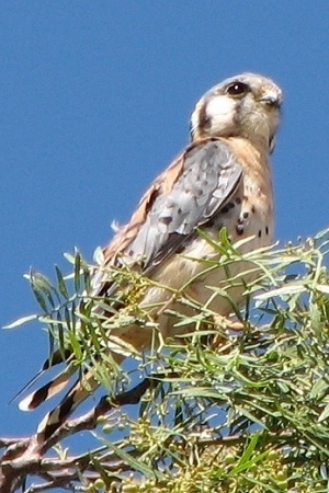 American Kestrel