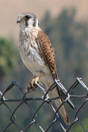 American Kestrel