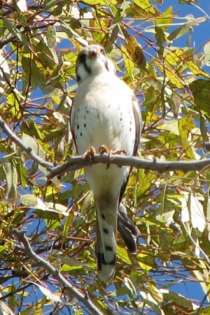 American Kestrel