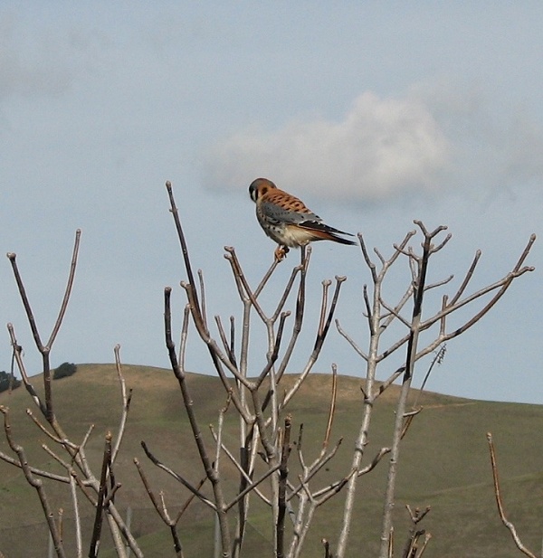 American Kestrel