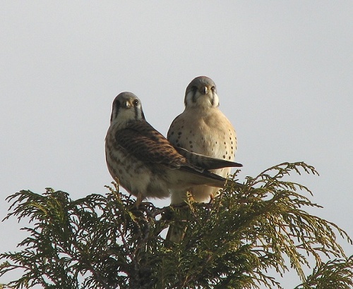 American Kestrel