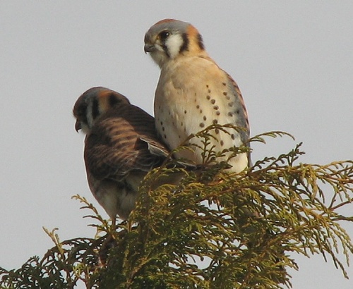 American Kestrel