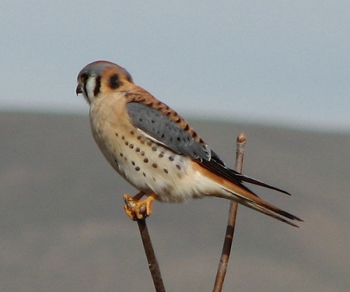 American Kestrel