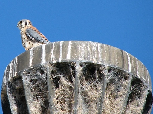 American Kestrel