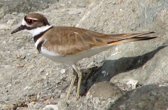 Killdeer