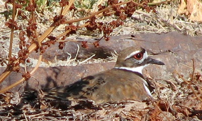 Killdeer Nesting