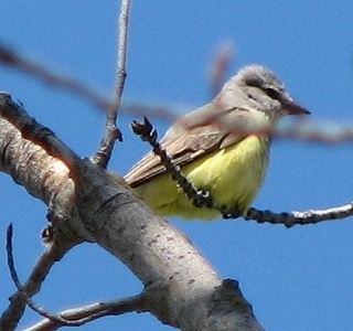 Western Kingbird