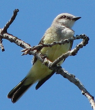 Western Kingbird