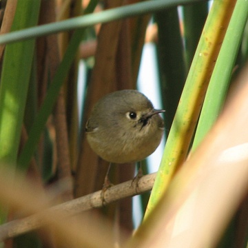 Ruby-crowned Kinglet