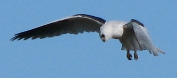 White-tailed Kite