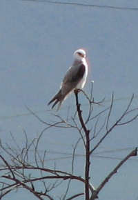 White-tailed Kite