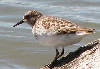 Least Sandpiper