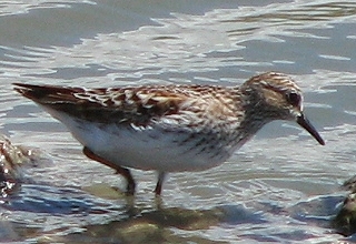 Least Sandpiper