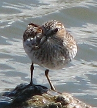 Least Sandpiper