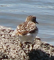 Least Sandpiper