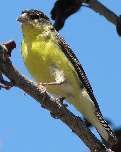 Lesser Goldfinch