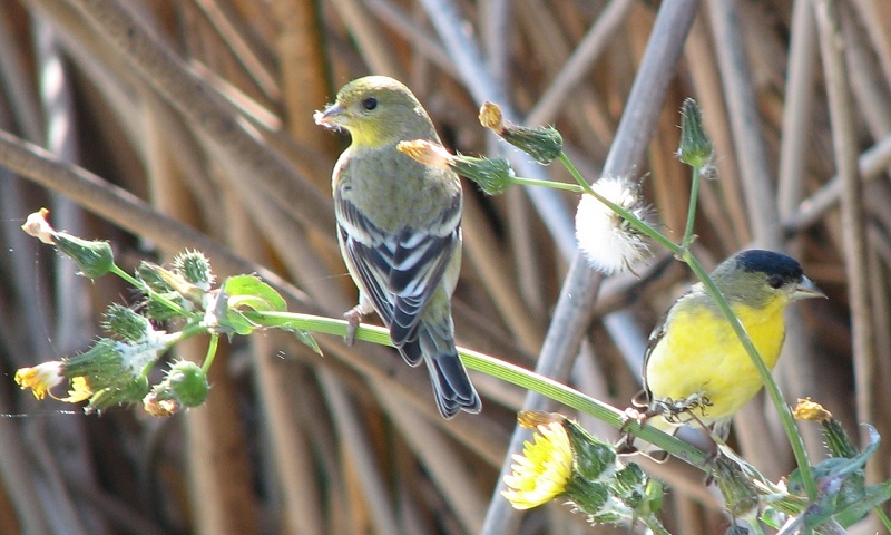 Lesser Goldfinch