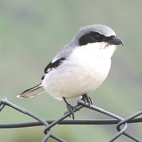 Loggerhead Shrike