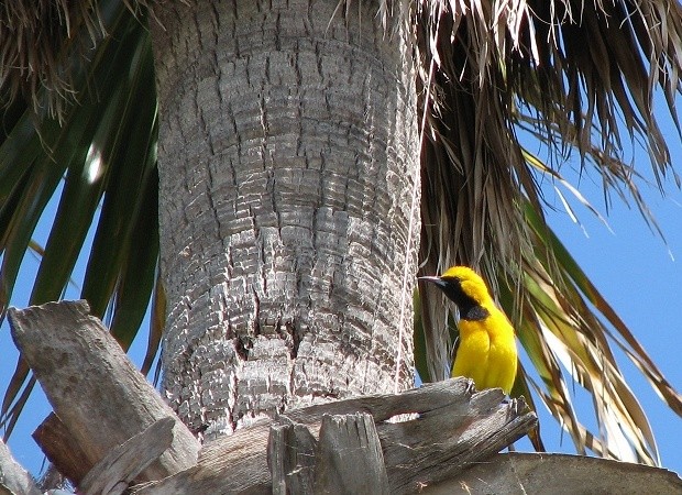 Hooded Oriole